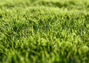 Grama sintética queima no sol?