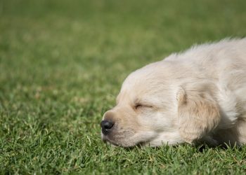 Grama sintética para pets: Veja 5 vantagens!
